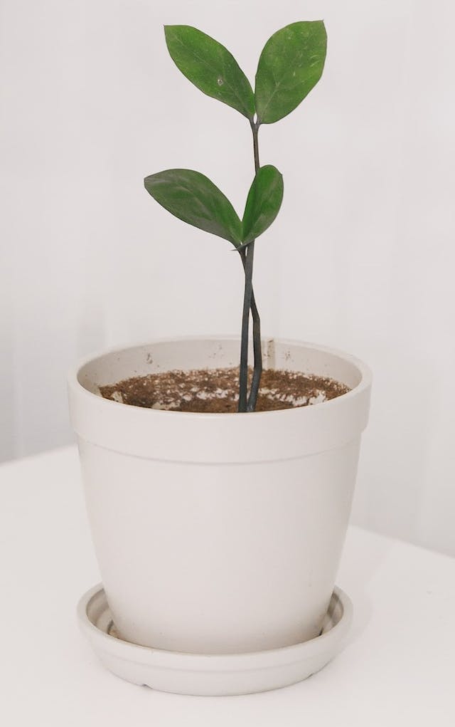 A small plant in a white pot