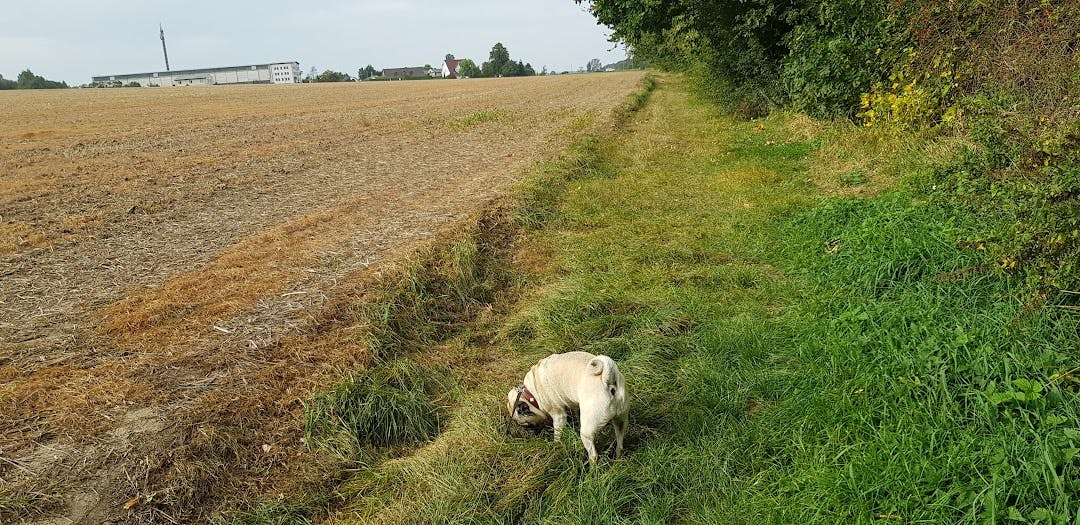 Our family pug Lotti, walking in grass next to a field